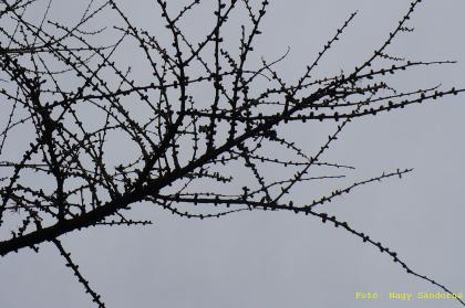 Larix decidua